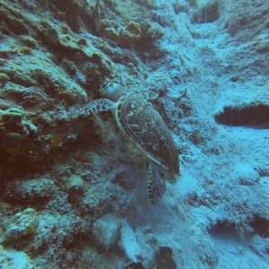 23 - Turtle at Directors Baii.JPG
