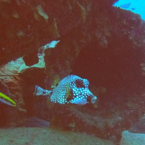 30 - Boxfish living in Car Pile wreckage.JPG