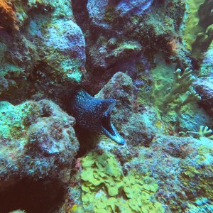 32 - Moray at Watamula.JPG