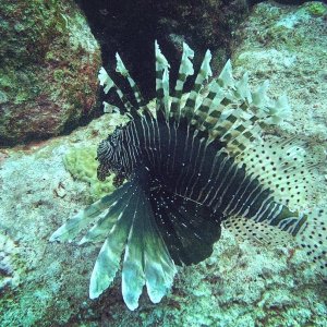 Lion Fish!