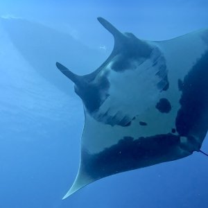 Manta Belly!