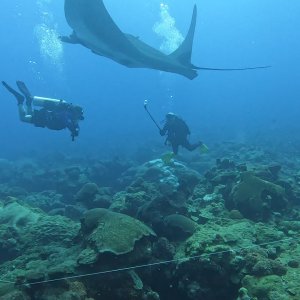 Manta Surprise for VikingDiver (watch with volume up!!)