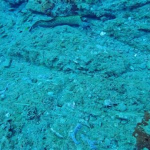 Introverted spotted eel on the run from extroverted laura