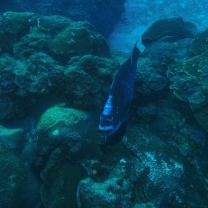 Stoplight Parrotfish on West Bank #1