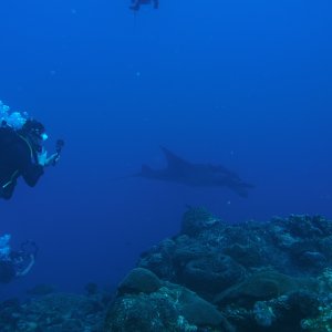 Huge Manta Ray with Laura tracking and taking video on diveve #1 at FBGNMS West Bank #1