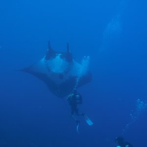 The huge manta doing a loop on the 2nd dive.  FGBNMS West Bank #1.