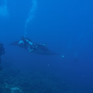 Divers in front of the huge manta on West Bank #1