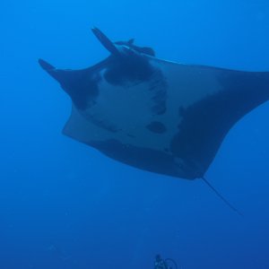 Closeup of the huge manta on West Bank #1.