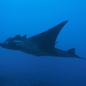 Huge manta with remora on West Bank #1.