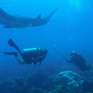 Huge manta passing over Ken and Adam on West Bank #1.