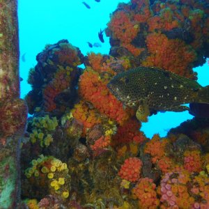 Fish life on the rig dive.