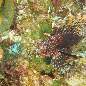 Large lionfish on East Bank #7.