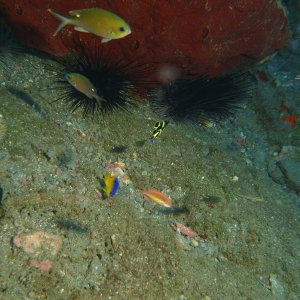 Juvenile angel fish with sea urchins and other small fish.