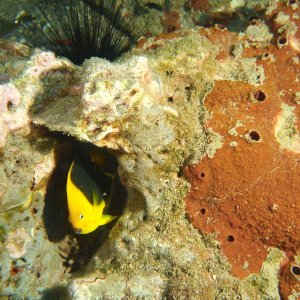 Rock beauty hiding in coral on Stetson #1.