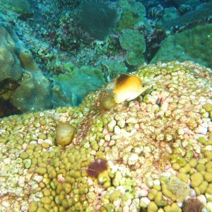 Sharp nose butterfly fish