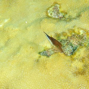 Juvenile puffer fish