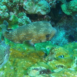 Porcupine puffer