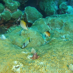 Butterfly fish