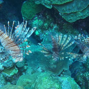 3 lionfish closeup