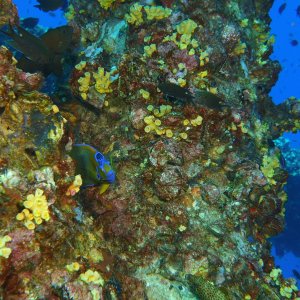 Angel fish