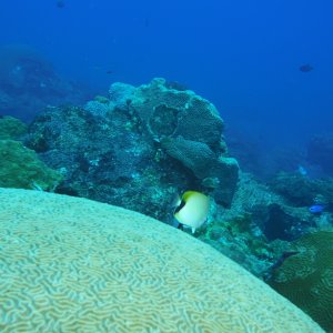 Butterfly fish on brain coral
