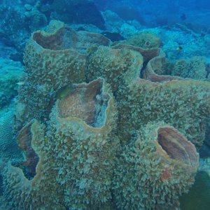 Sponges
