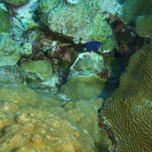 Juvenile blue fish with spots