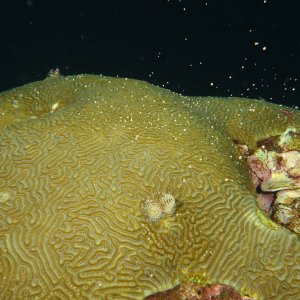 Another brain coral spawning