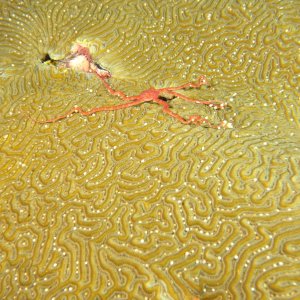 Brittle start on brain coral spawning