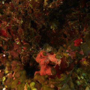 Fish hiding in coral