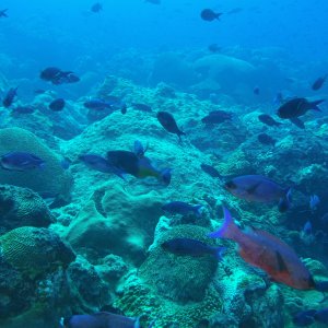 School of Creole Wrasse