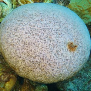 Round coral with Christmas tree worms