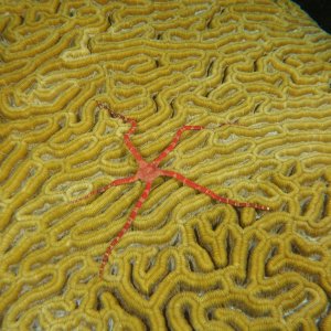 Brittle star on brain coral