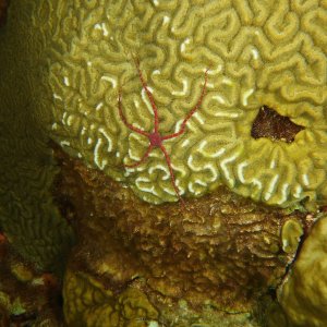 Another Brittle star on brain coral