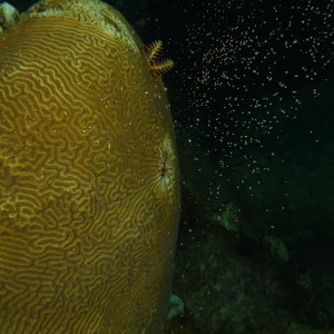 Brain coral spawning