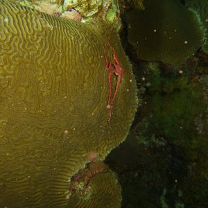 Brittle Star on spawning brain coral