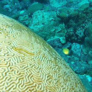 Yellow juvenile fish (may be butterfly fish?)