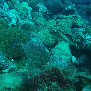 Cowfish