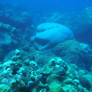 Coral that looks like a face