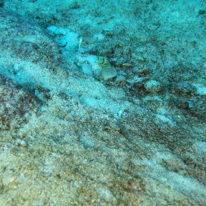 Yellow headed jawfish