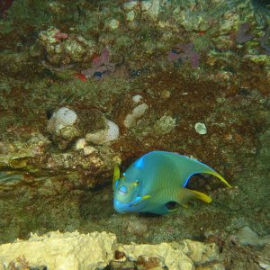 Angel fish