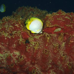 Butterfly fish