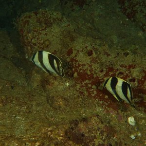 2 white and black striped butterfly fish