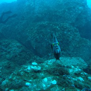 French angel fish trying to figure out what I am