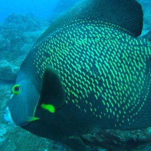 French Angel fish closeup