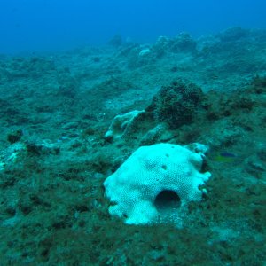 Coral that wrasse was using as a home (looks like a hobbit house to me)