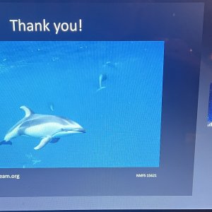 Peggy Stap from the Whale Entanglement Team