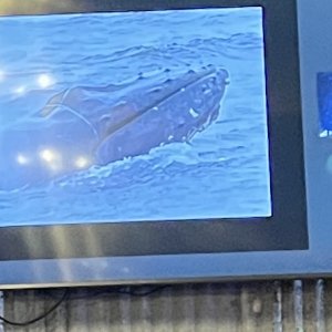 Whale Entanglement Team, our Sep speaker