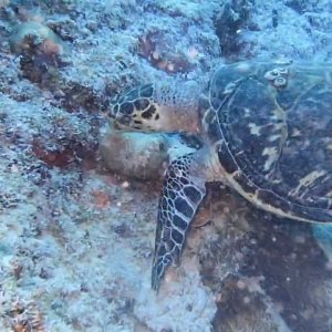 Turtle snacking at Director's Baii in Curacao