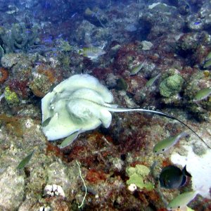 Pregnant sting ray